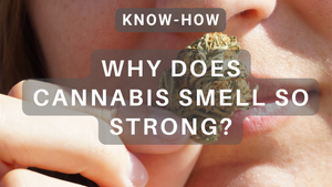 Why Does Cannabis Smell So Strong? Unraveling Nature's Fragrant Secret